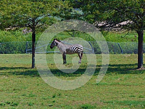 Zebra