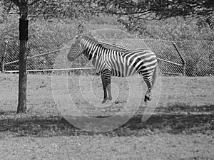 Zebra