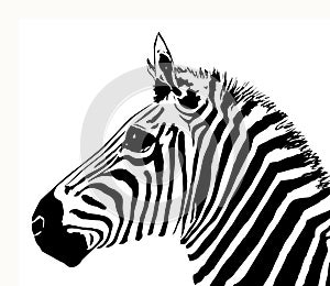 Zebra