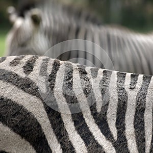 Zebra abstract