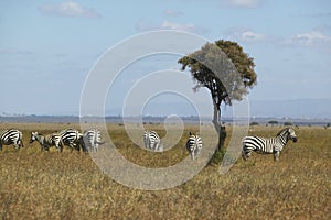 Zebra and Acacia tree in Nairobi National Park, Nairobi, Kenya, Africa photo