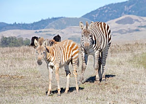 Zebra adult and baby standing in drought parched field