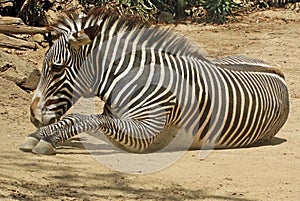 Zebra