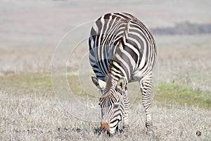 Zebra adult grazing in a drought parched field