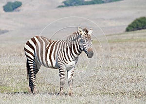 Zebra adult standing in a drought parched field