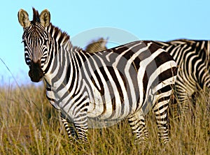 Zebra in Africa photo