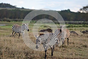 Zebra africa