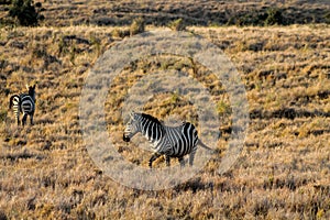 Zebra in Africa, african wildlife