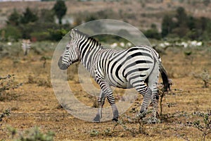 Zebra in Africa, african wildlife