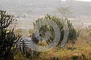 Zebra in Africa, african wildlife