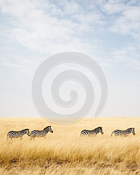 Zebra in Africa With Copy Space