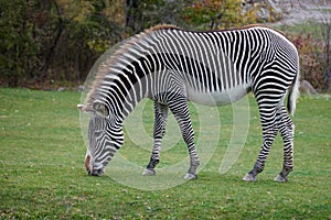 Zebra photo