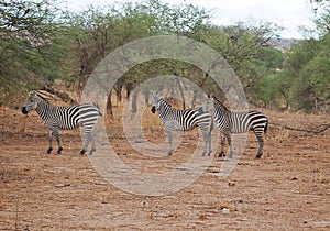 Zebra in Africa safari Tarangiri-Ngorongoro