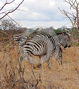 Zebra in Africa safari Tarangiri-Ngorongoro