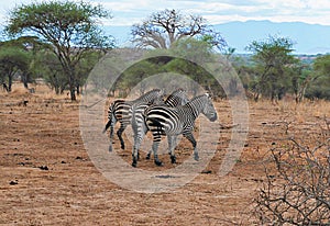 Zebra in Africa safari Tarangiri-Ngorongoro