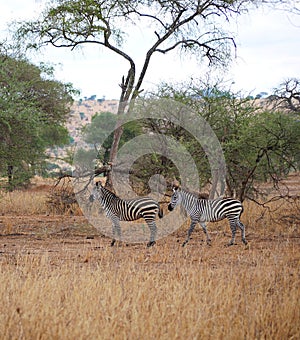 Zebra in Africa safari Tarangiri-Ngorongoro