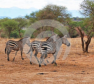 Zebra in Africa safari Tarangiri-Ngorongoro