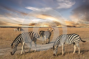 Zebra African animal standing on steppe pasture