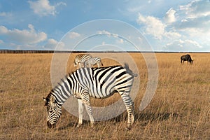 Zebra African animals and feeding bull on the grass