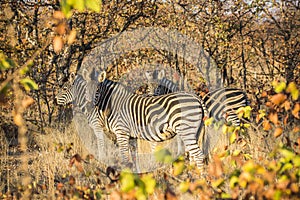 Zebra in the African bush, South Africa