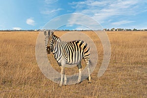 Zebra African herbivore animal standing on the steppe