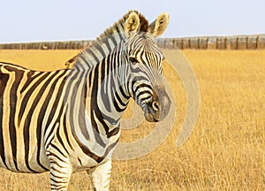 Zebra African herbivore animal standing on the steppe grass pasture