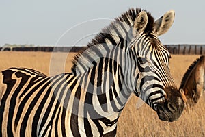 Zebra African herbivore animal on the steppe