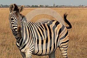 Zebra African herbivore animal in steppe