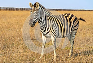 Zebra African herbivore animal on the steppe, autumn landscape