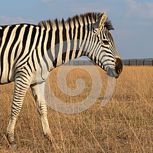 Zebra African herbivore animal on the steppe close up