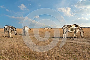 Zebra African herbivore animals on steppe grass pasture