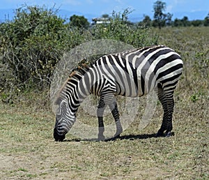 Zebra