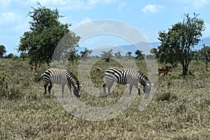 Zebra