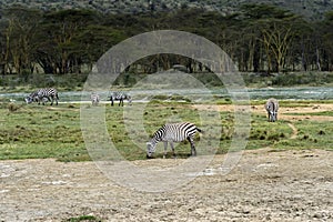 Zebra