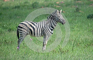 Zebra on the African savanah.