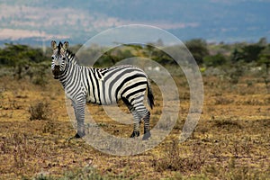 Zebra in african savanna wildlife