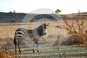 Zebra in African Savannah photo