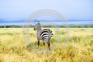 Zebra in African savannah looks into distance