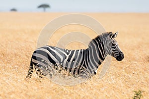 Zebra in african savannah, at Masai Mara , Kenia