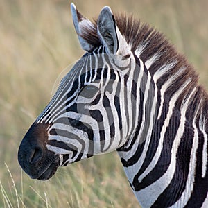 Zebra in african savannah, at Masai Mara , Kenia