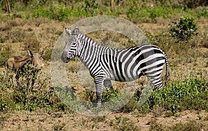 Zebra in african savannah wildlife