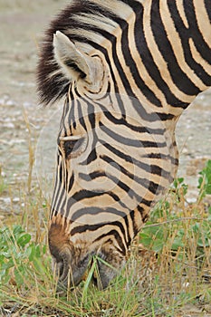 Zebra - African Wildlife Background - Eating Pleasure