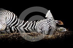 Zebra/African Zebra sleeping on field.