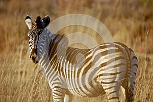 Zebra in the afternoon sun