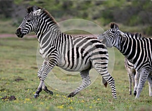 Zebra Aggression photo