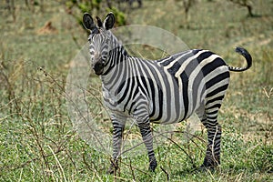 Zebra in Akagera National Park in Rwanda.