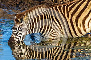 Zebra Alert Drinking Mirror Colors