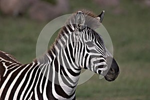 Zebra alert and watching others