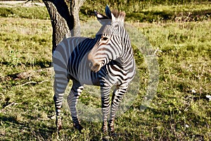 Zebra Ambassador Heartman`s Beauty: Hartman`s Zebra at Fossil Rim Wildlife Center in Glen Rose, Texas