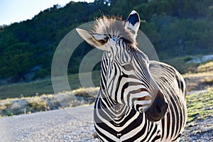 Zebra Ambassador: Pretty Hartman`s Zebra Profile at Fossil Rim Wildlife Center in Glen Rose, Texas